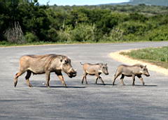 warthogs addo IMG_3489.jpg